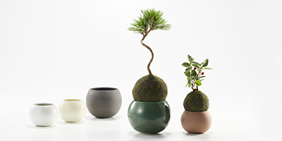 こけだるま 苔玉 苔だるま