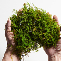 こけだるま 苔玉 苔だるま